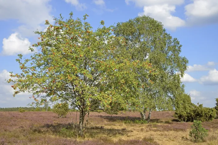 Gerahmter Druck : Heide-Landschaft mit typischer Vegetation, Blüten des Gemeinen Heides (Calluna Vulgaris), Europäische Weißdorn (Sorbus aucuparia) mit roten Früchten, Birke (Betula) und Wacholder (Juniperus communis), in der Lüneburger Heide, Naturpark Südheide, Niedersachsen Gerahmter Druck : Heide-Landschaft mit typischer Vegetation, Blüten des Gemeinen Heides (Calluna Vulgaris), Europäische Weißdorn (Sorbus aucuparia) mit roten Früchten, Birke (Betula) und Wacholder (Juniperus communis), in der Lüneburger Heide, Naturpark Südheide, Niedersachsen