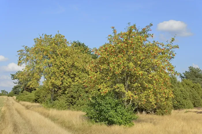 Gerahmter Druck : Heide-Landschaft mit typischer Vegetation, Europäische Weißdorn (Sorbus aucuparia) mit roten Früchten und Wacholder (Juniperus communis) am Rande der blühenden Moosheide (Calluna Vulgaris), wolkenverhangener Himmel im Naturpark Südheide. Gerahmter Druck : Heide-Landschaft mit typischer Vegetation, Europäische Weißdorn (Sorbus aucuparia) mit roten Früchten und Wacholder (Juniperus communis) am Rande der blühenden Moosheide (Calluna Vulgaris), wolkenverhangener Himmel im Naturpark Südheide.