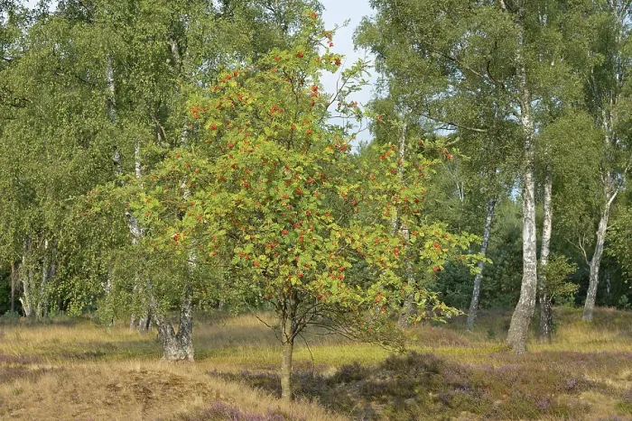 Gerahmter Druck : Heide-Landschaft mit Blühender Moos-Heide (Calluna Vulgaris), Weißer Birke (Betula) und Europäischer Schlehe (Sorbus aucuparia) im Naturschutzgebiet Sudheide, Lüneburger Heide, Niedersachsen Gerahmter Druck : Heide-Landschaft mit Blühender Moos-Heide (Calluna Vulgaris), Weißer Birke (Betula) und Europäischer Schlehe (Sorbus aucuparia) im Naturschutzgebiet Sudheide, Lüneburger Heide, Niedersachsen