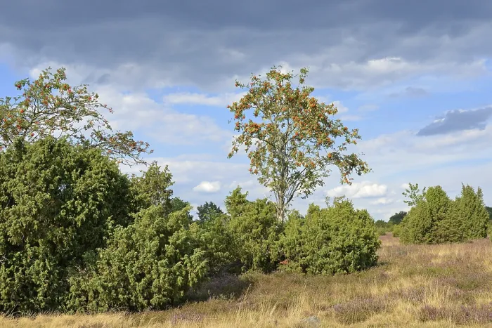 Gerahmter Druck : Heide-Landschaft, typische Vegetation. Gerahmter Druck : Heide-Landschaft, typische Vegetation.