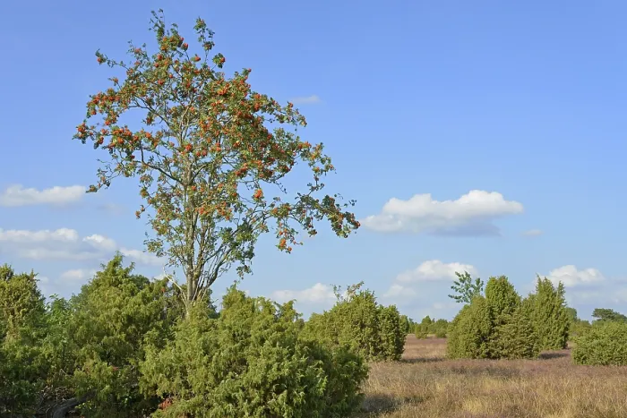Gerahmter Druck : Heide-Landschaft, typische Vegetation. Gerahmter Druck : Heide-Landschaft, typische Vegetation.