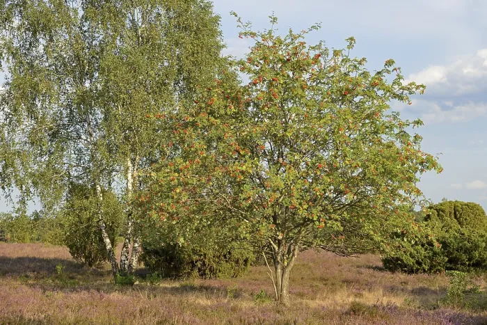 Gerahmter Druck : Heide-Landschaft, typische Vegetation.