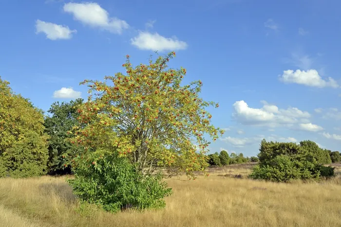 Gerahmter Druck : Heide-Landschaft, typische Vegetation. Gerahmter Druck : Heide-Landschaft, typische Vegetation.