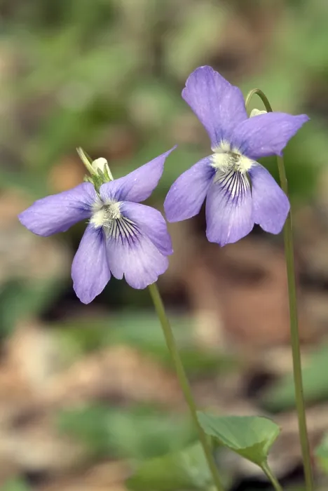 Gerahmter Druck : Heide-Violette (Viola canina), Stamsberger Eichenwald Gerahmter Druck : Heide-Violette (Viola canina), Stamsberger Eichenwald