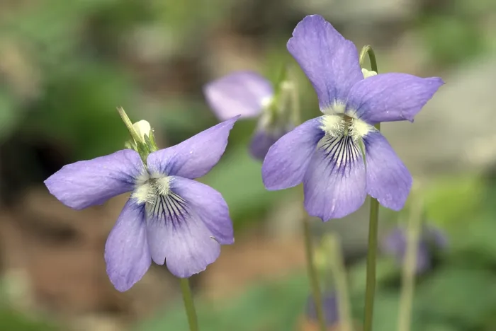 Gerahmter Druck : Heide-Violette (Viola canina), Stamsberger Eichenwald Gerahmter Druck : Heide-Violette (Viola canina), Stamsberger Eichenwald
