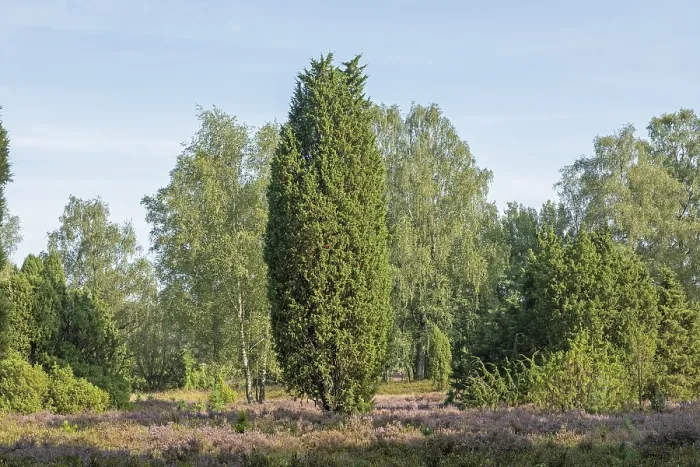 Gerahmter Druck : Heideblüte, Wacholder (Juniperus communis) Gerahmter Druck : Heideblüte, Wacholder (Juniperus communis)