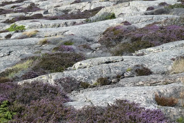 Gerahmter Druck : Heather, Bohus-Granit, Ramsvik Gerahmter Druck : Heather, Bohus-Granit, Ramsvik