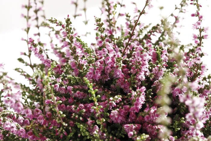 Gerahmter Druck : Heather (Calluna) Gerahmter Druck : Heather (Calluna)
