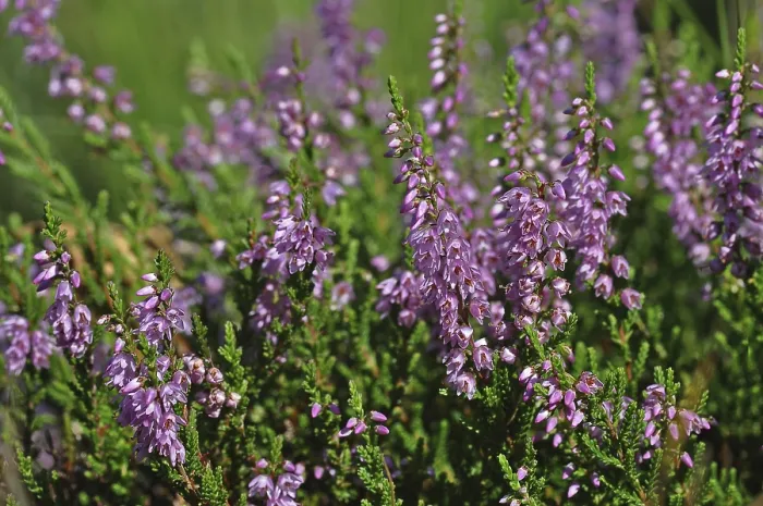 Gerahmter Druck : Heide (Erica) Gerahmter Druck : Heide (Erica)