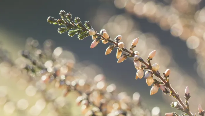 Gerahmter Druck : Heide (Erica), im Hintergrund beleuchtet. Gerahmter Druck : Heide (Erica), im Hintergrund beleuchtet.