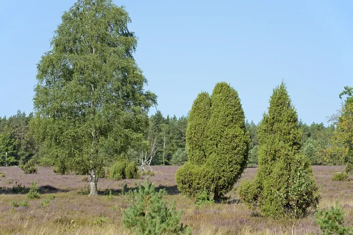 Gerahmter Druck : Heidelandschaft, Wacholder (Juniperus communis) Gerahmter Druck : Heidelandschaft, Wacholder (Juniperus communis)