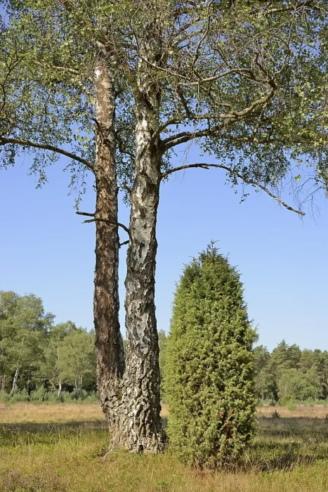 Gerahmter Druck : Heidelandschaft, typische Vegetation. Gerahmter Druck : Heidelandschaft, typische Vegetation.
