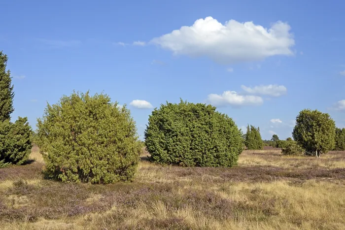 Gerahmter Druck : Heide, typische Vegetation, Wacholder (Juniperus communis) und blühender Zwergstrauchheide (Calluna Vulgaris). Gerahmter Druck : Heide, typische Vegetation, Wacholder (Juniperus communis) und blühender Zwergstrauchheide (Calluna Vulgaris).
