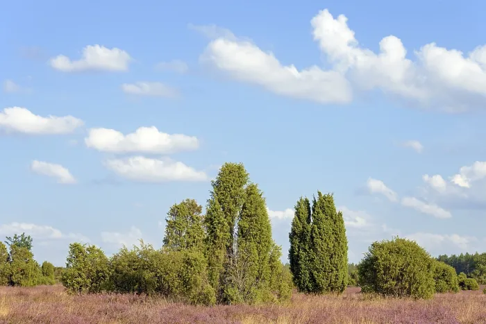 Gerahmter Druck : Heidelandschaft, typische Vegetation, Wacholder (Juniperus communis) und blühende Zwergstrauchheide (Calluna Vulgaris).