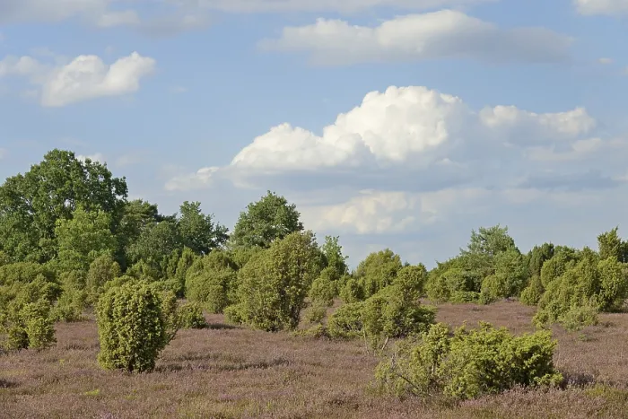Gerahmter Druck : Heidelandschaft, typische Vegetation, Wacholder (Juniperus communis) und blühende Zwergstrauchheide (Calluna Vulgaris). Gerahmter Druck : Heidelandschaft, typische Vegetation, Wacholder (Juniperus communis) und blühende Zwergstrauchheide (Calluna Vulgaris).