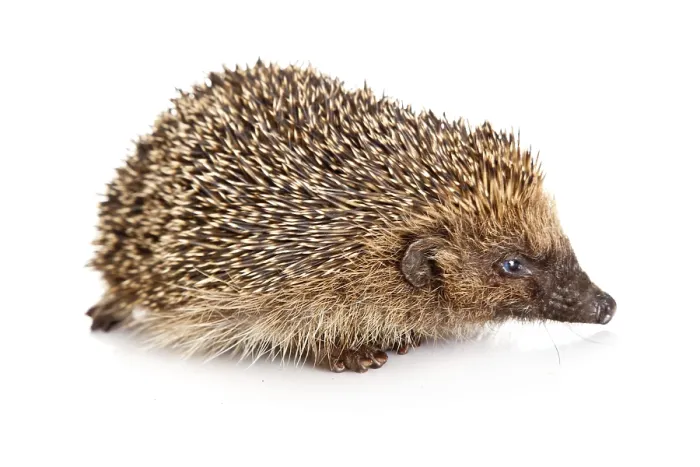 Gerahmter Druck : Igel auf weißem Hintergrund. Gerahmter Druck : Igel auf weißem Hintergrund.