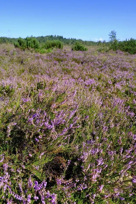 Gerahmter Druck : Heideblume, Erika. Gerahmter Druck : Heideblume, Erika.