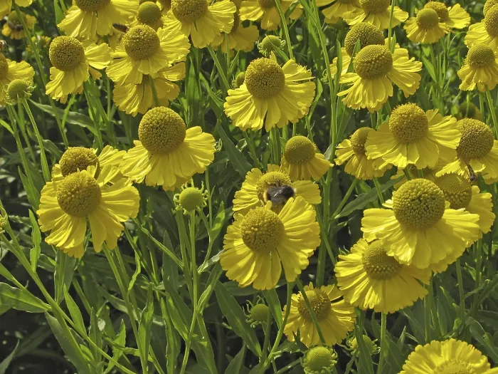 Gerahmter Druck : Helenium autumnale, Sonnenehelotte Gerahmter Druck : Helenium autumnale, Sonnenehelotte