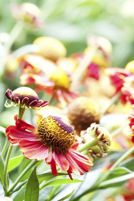 Gerahmter Druck : (Helenium)-Blüten Gerahmter Druck : (Helenium)-Blüten
