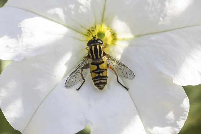 Gerahmter Druck : Helophilus pendulus, Gemeiner Schwebfliegen - Helophilus pendulus Gerahmter Druck : Helophilus pendulus, Gemeiner Schwebfliegen - Helophilus pendulus