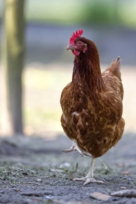 Gerahmter Druck : Huhn auf dem Bauernhof Gerahmter Druck : Huhn auf dem Bauernhof
