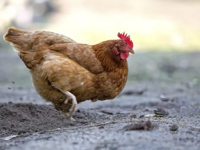 Gerahmter Druck : Huhn auf dem Bauernhof Gerahmter Druck : Huhn auf dem Bauernhof