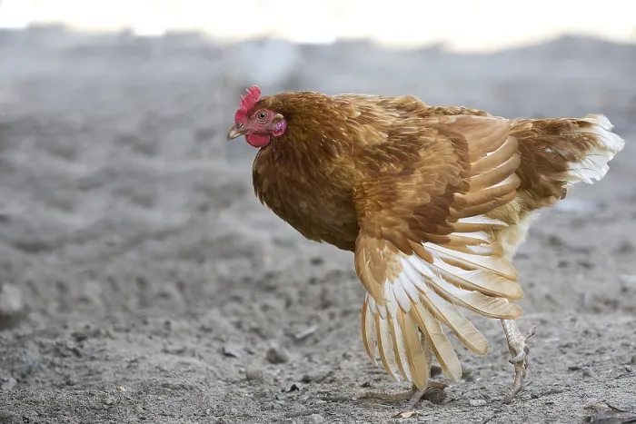 Gerahmter Druck : Huhn im Lauf. Gerahmter Druck : Huhn im Lauf.