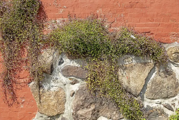 Gerahmter Druck : Pflanzen in einer Wand, Hafen. Gerahmter Druck : Pflanzen in einer Wand, Hafen.