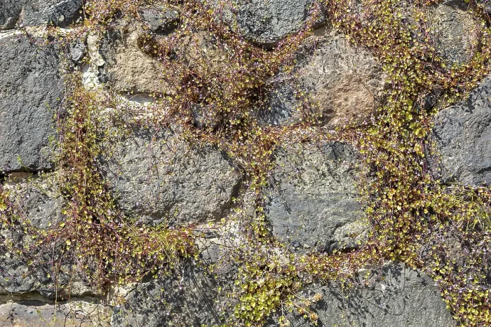 Gerahmter Druck : Herbengewächse in einer Mauer, Hafen, Lauenburg, Schleswig-Holstein, Deutschland Gerahmter Druck : Herbengewächse in einer Mauer, Hafen, Lauenburg, Schleswig-Holstein, Deutschland