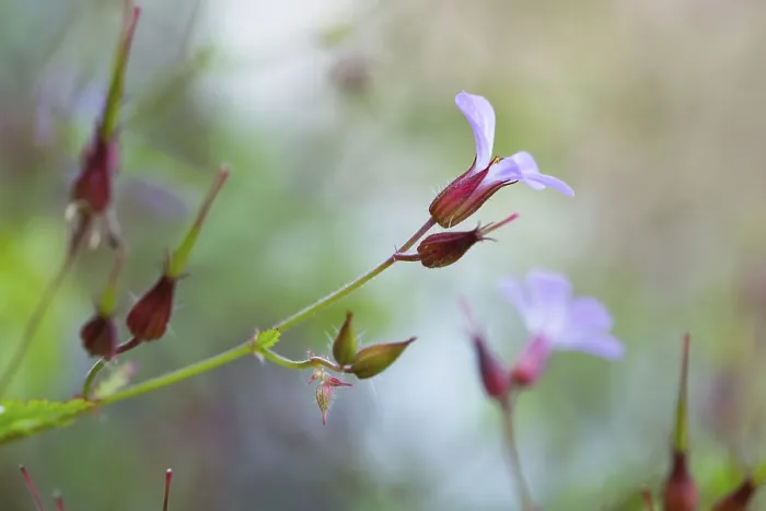 Gerahmter Druck : Geranium robertianum Gerahmter Druck : Geranium robertianum