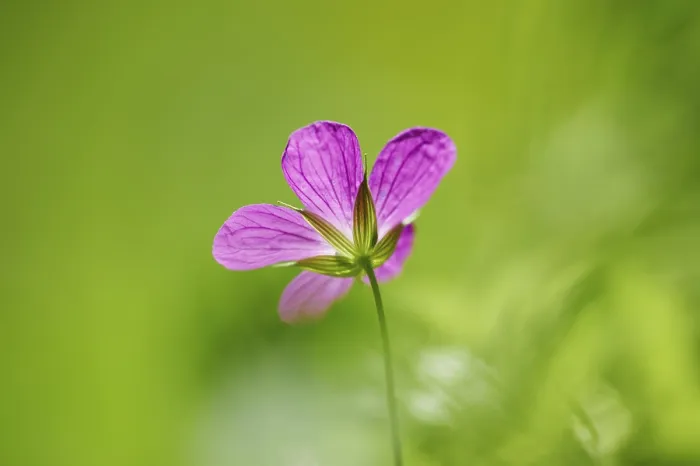Gerahmter Druck : Herb-Robert, roter Robinschnabel, der Tod kommt schnell. Gerahmter Druck : Herb-Robert, roter Robinschnabel, der Tod kommt schnell.