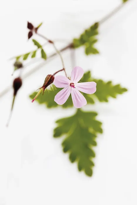 Gerahmter Druck : Geranium robertianum Gerahmter Druck : Geranium robertianum