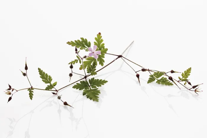 Gerahmter Druck : Geranium robertianum Gerahmter Druck : Geranium robertianum