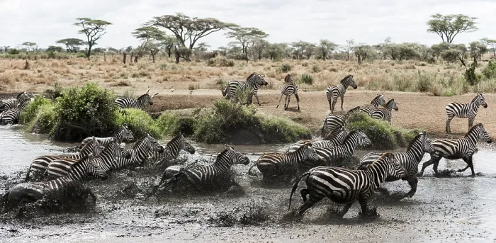 Gerahmter Druck : Herde von Zebra galoppiert in einem Fluss. Gerahmter Druck : Herde von Zebra galoppiert in einem Fluss.