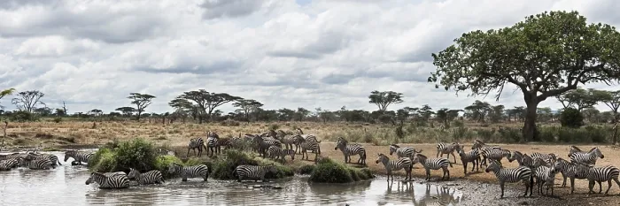 Gerahmter Druck : Ein Herd von Zebras ruht am Fluss Gerahmter Druck : Ein Herd von Zebras ruht am Fluss