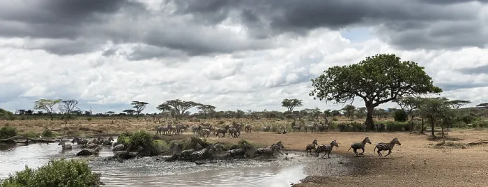 Gerahmter Druck : Ein Herd Zebra ruht am Fluss. Gerahmter Druck : Ein Herd Zebra ruht am Fluss.