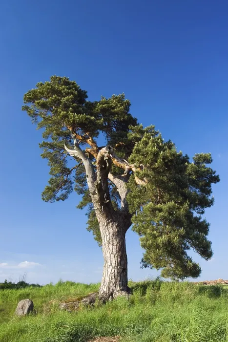 Gerahmter Druck : Naturschutzgebotlicher Kiefernbaum (Pinus sp) Gerahmter Druck : Naturschutzgebotlicher Kiefernbaum (Pinus sp)