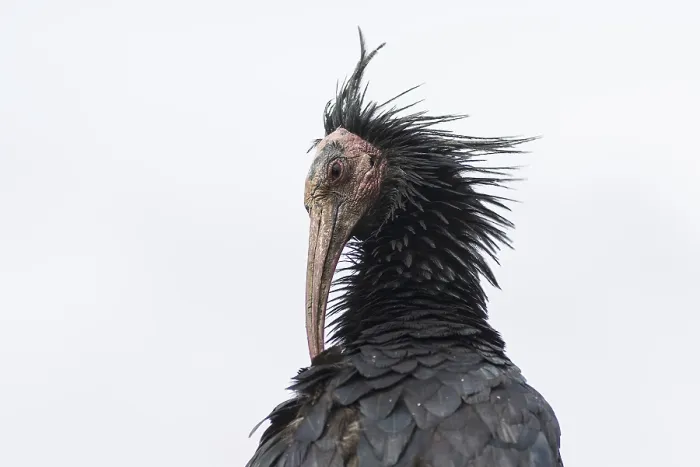 Gerahmter Druck : Der Hermit-Ibis auf dem Feld. Gerahmter Druck : Der Hermit-Ibis auf dem Feld.