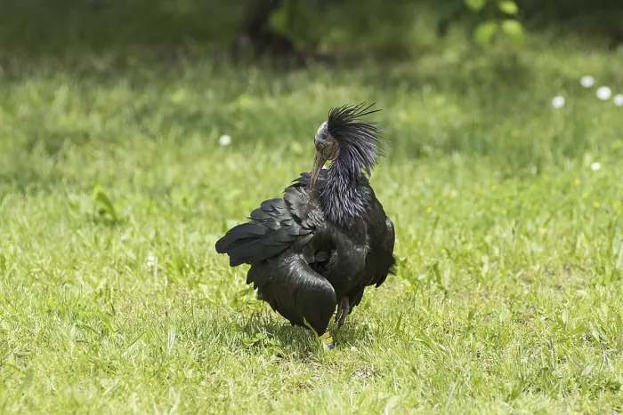 Gerahmter Druck : Der Eremitenibis im Feld. Gerahmter Druck : Der Eremitenibis im Feld.