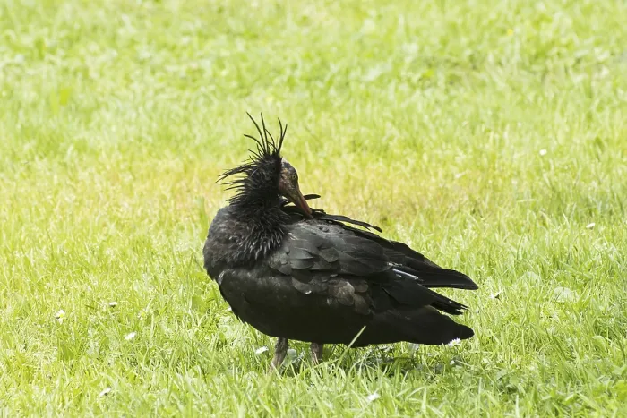 Gerahmter Druck : Der Hermit-Ibis im Feld.
