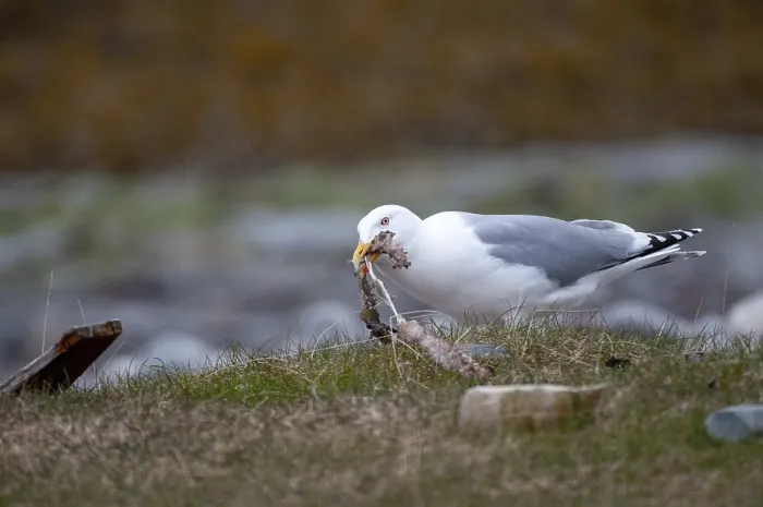 Gerahmter Druck : Maulwurfmöwe, Larus argentatus Gerahmter Druck : Maulwurfmöwe, Larus argentatus