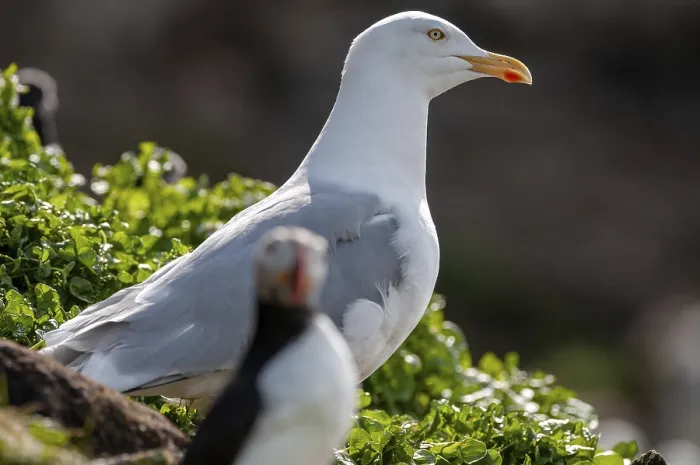 Gerahmter Druck : Maulwoggegans, Larus argentatus Gerahmter Druck : Maulwoggegans, Larus argentatus