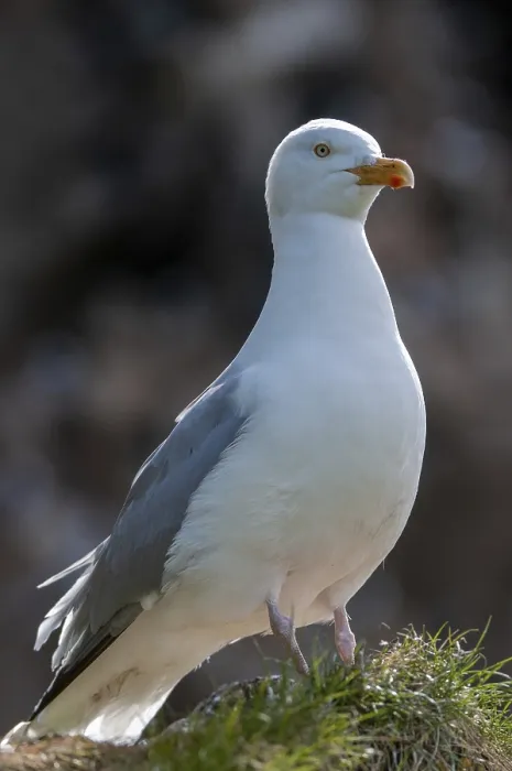 Gerahmter Druck : Maulwurfmöwe, Larus argentatus Gerahmter Druck : Maulwurfmöwe, Larus argentatus