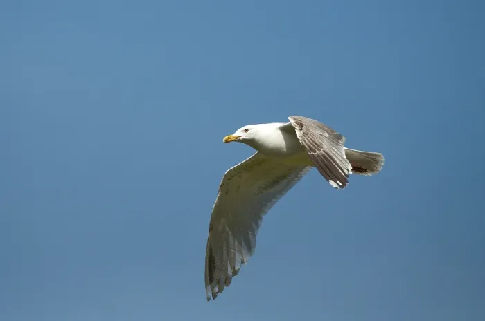 Gerahmter Druck : Maulwurfmöwe, Larus argentatus Gerahmter Druck : Maulwurfmöwe, Larus argentatus