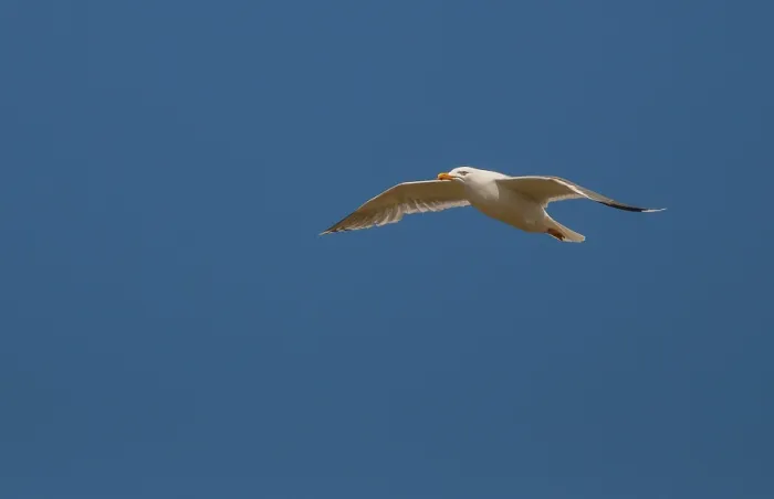 Gerahmter Druck : Maulwurfmöwe, Larus argentatus Gerahmter Druck : Maulwurfmöwe, Larus argentatus
