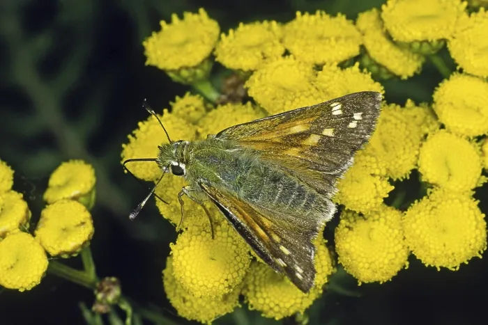 Gerahmter Druck : Hesperia comma, Komma-Tagfalter Gerahmter Druck : Hesperia comma, Komma-Tagfalter