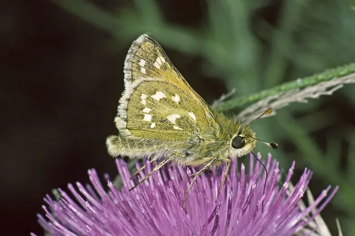 Gerahmter Druck : Hesperia comma, Komma-Tagpapageienfalter Gerahmter Druck : Hesperia comma, Komma-Tagpapageienfalter