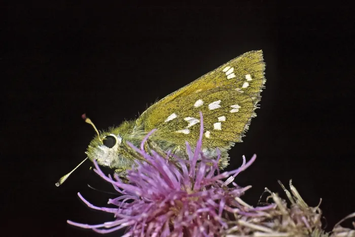 Gerahmter Druck : Hesperia comma, Komma-Tagpfauenauge Gerahmter Druck : Hesperia comma, Komma-Tagpfauenauge