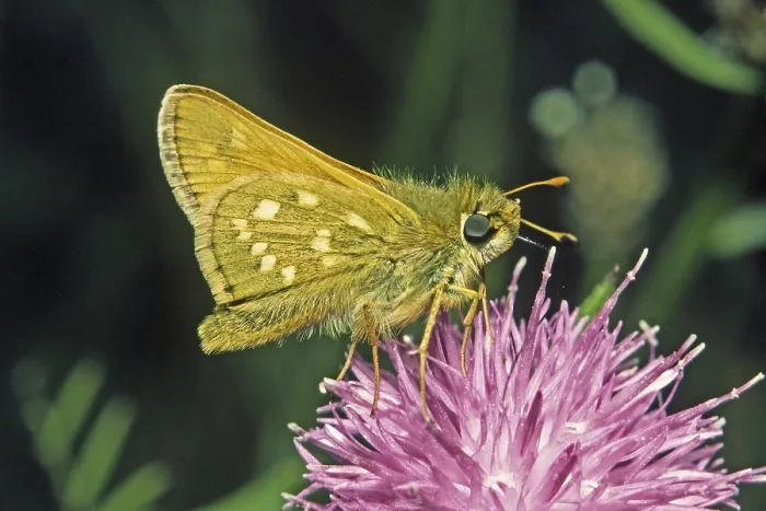 Gerahmter Druck : Hesperia comma, Komma-Tagpfauenauge. Gerahmter Druck : Hesperia comma, Komma-Tagpfauenauge.