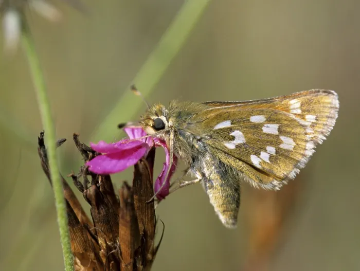 Gerahmter Druck : Hesperia comma, Komma-Tagfalter Gerahmter Druck : Hesperia comma, Komma-Tagfalter